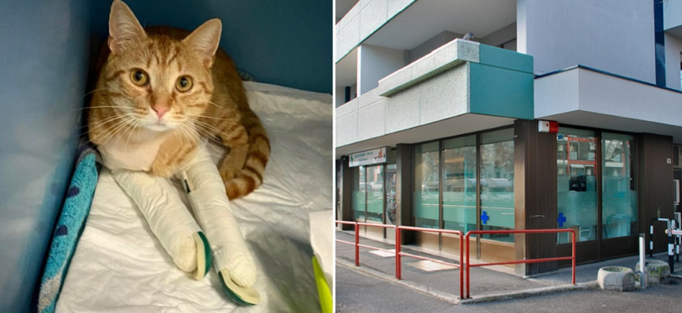 Gatti caduti dal balcone, aumentano i casi d'estate